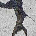 Der Sieger