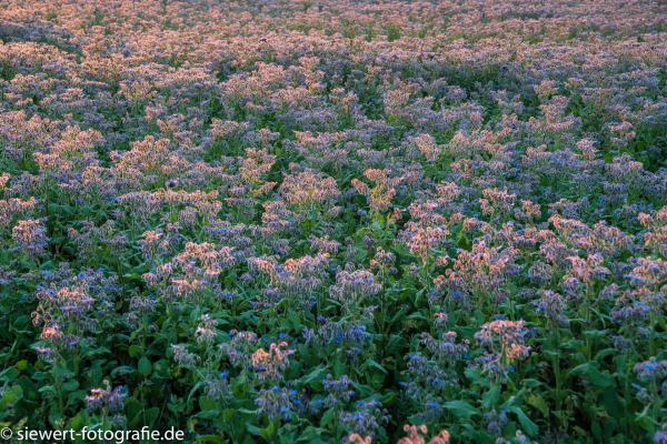 medicinal plants, comfrey