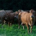 Rinderherde in der Eifel