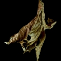 dance of the leaves  2
