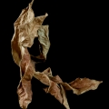 dance of the leaves 3