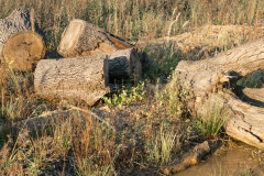 Hambacher Wald  Oktober 2018