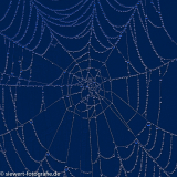drops in the net