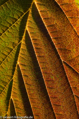 Hamamelis Blatt